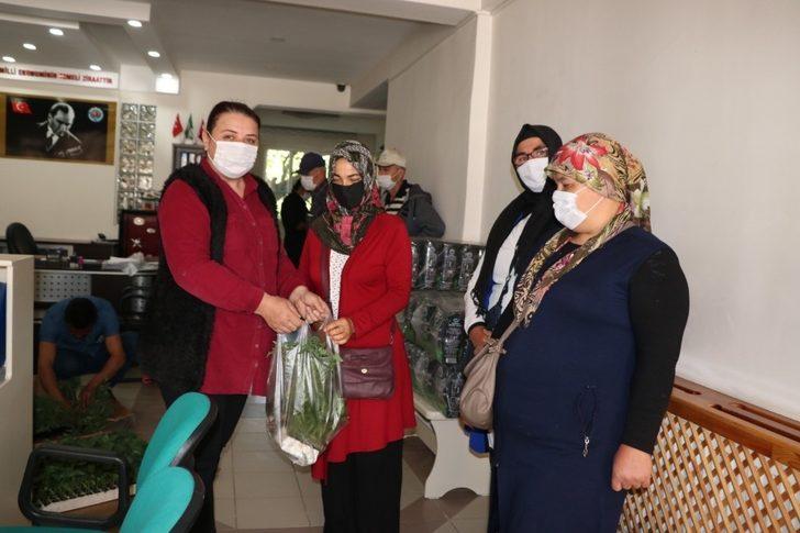 Sandıklı Ziraat Odası, ücretsiz domates ve biber fidesi dağıttı G1