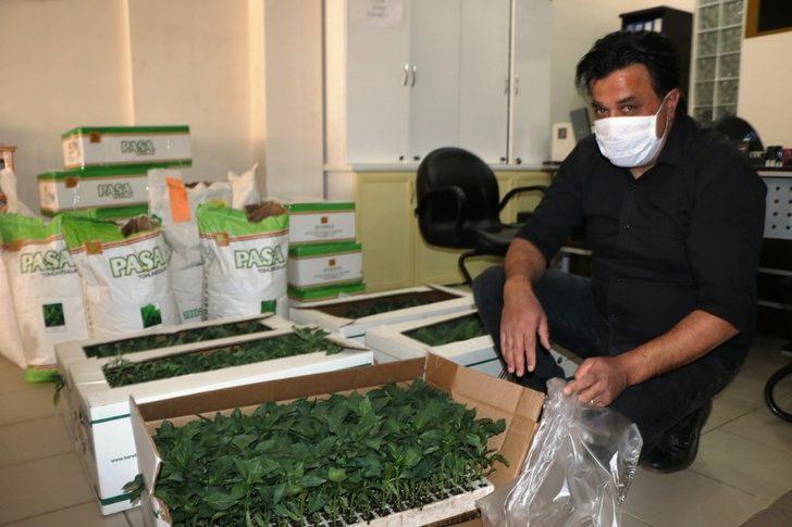 Sandıklı Ziraat Odası, ücretsiz domates ve biber fidesi dağıttı G3