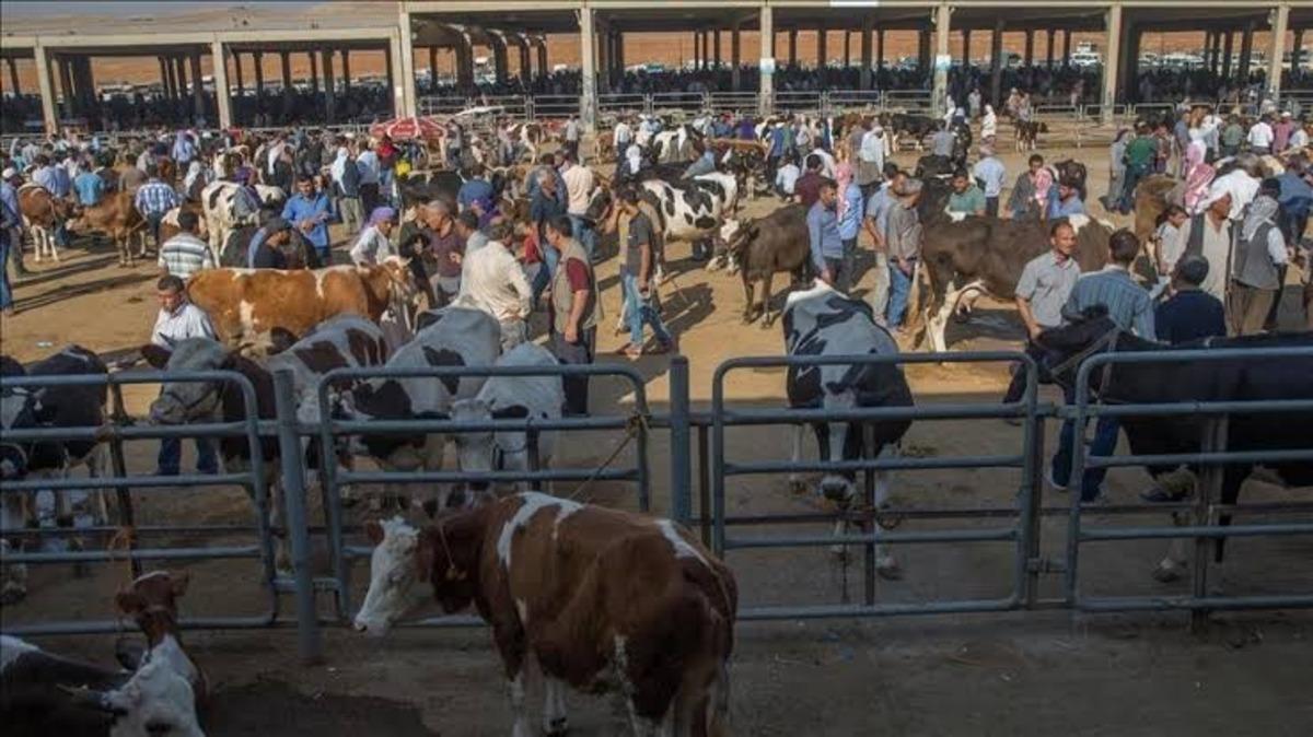 Aşkale&rsquo;de hayvan pazarı a&ccedil;ılıyor