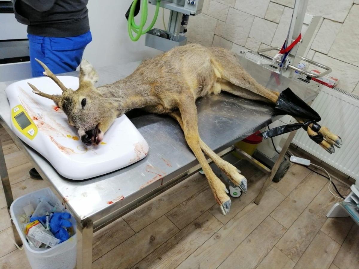 Yaralı karacaya polis sahip &ccedil;ıktı