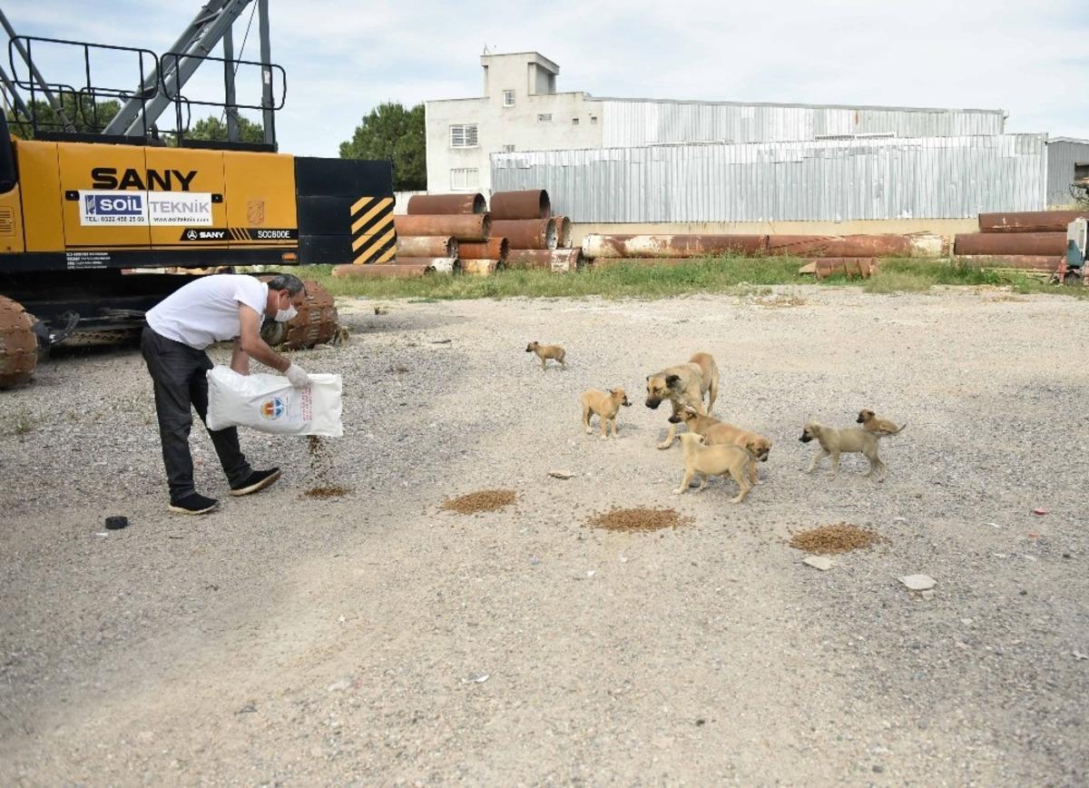 B&uuml;y&uuml;kşehir sokak hayvanlarını unutmuyor