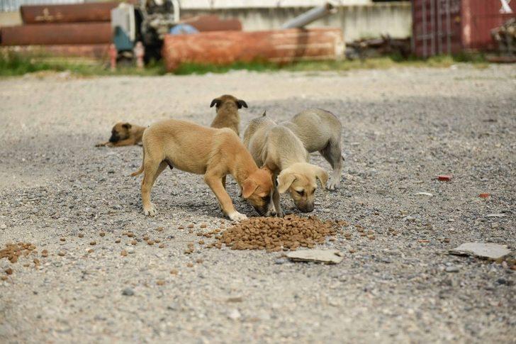 Büyükşehir sokak hayvanlarını unutmuyor G2