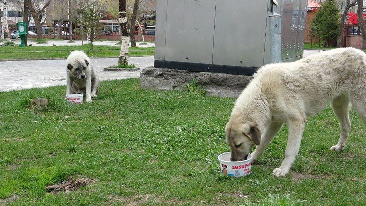 Ardahan’da sokak hayvanları unutulmadı G2