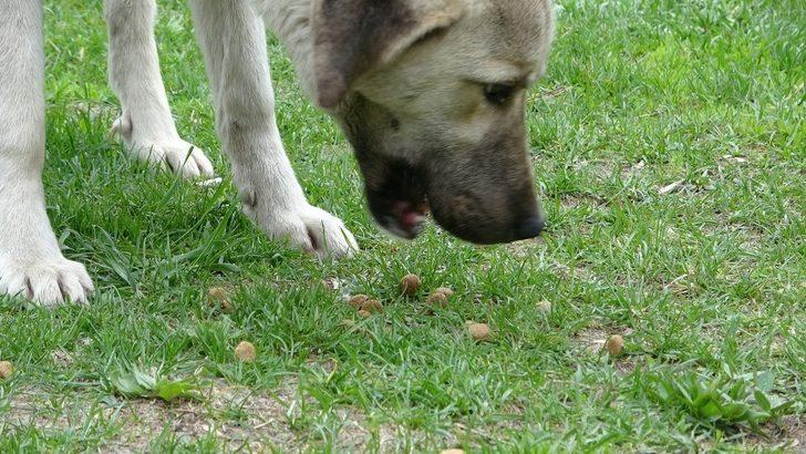Ardahan’da sokak hayvanları unutulmadı G4