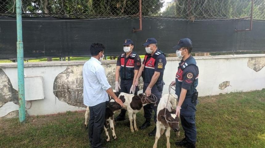 Çalınan buzağılar jandarma ekiplerince bulundu