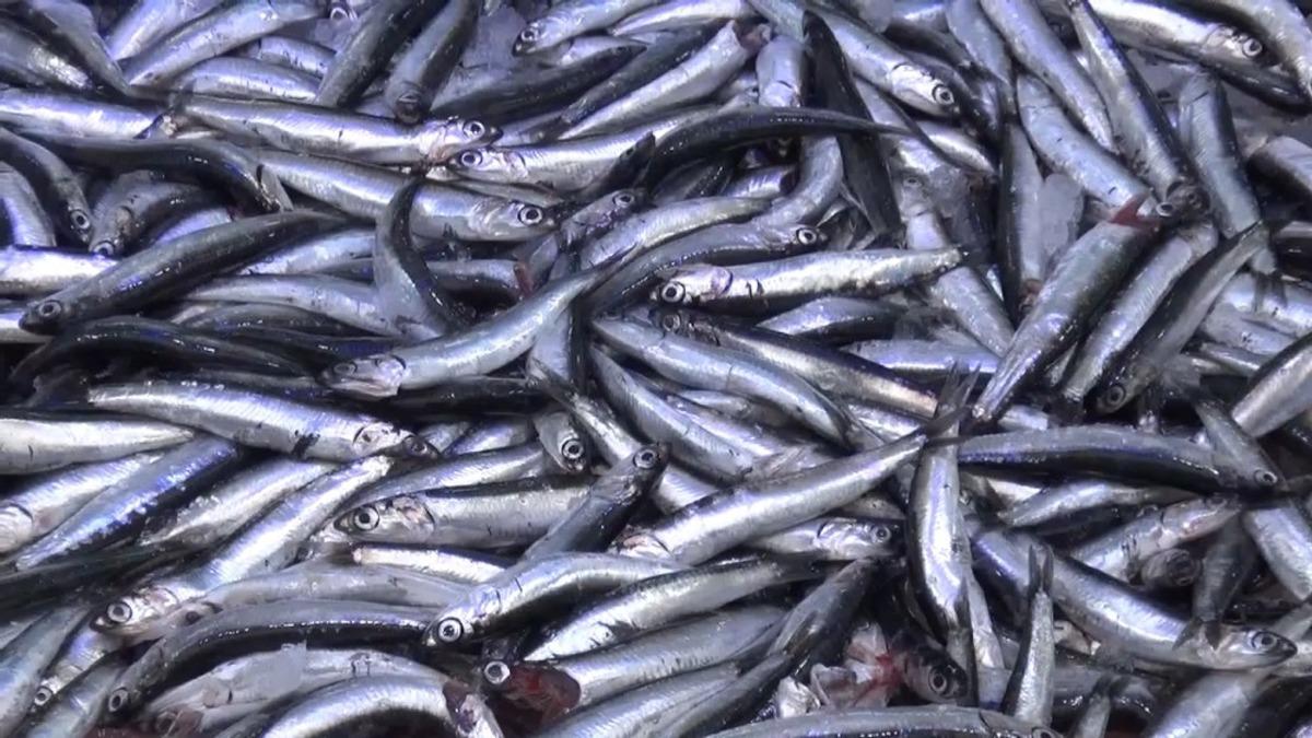 Sinop&rsquo;ta hamsi s&uuml;rpriz yaptı