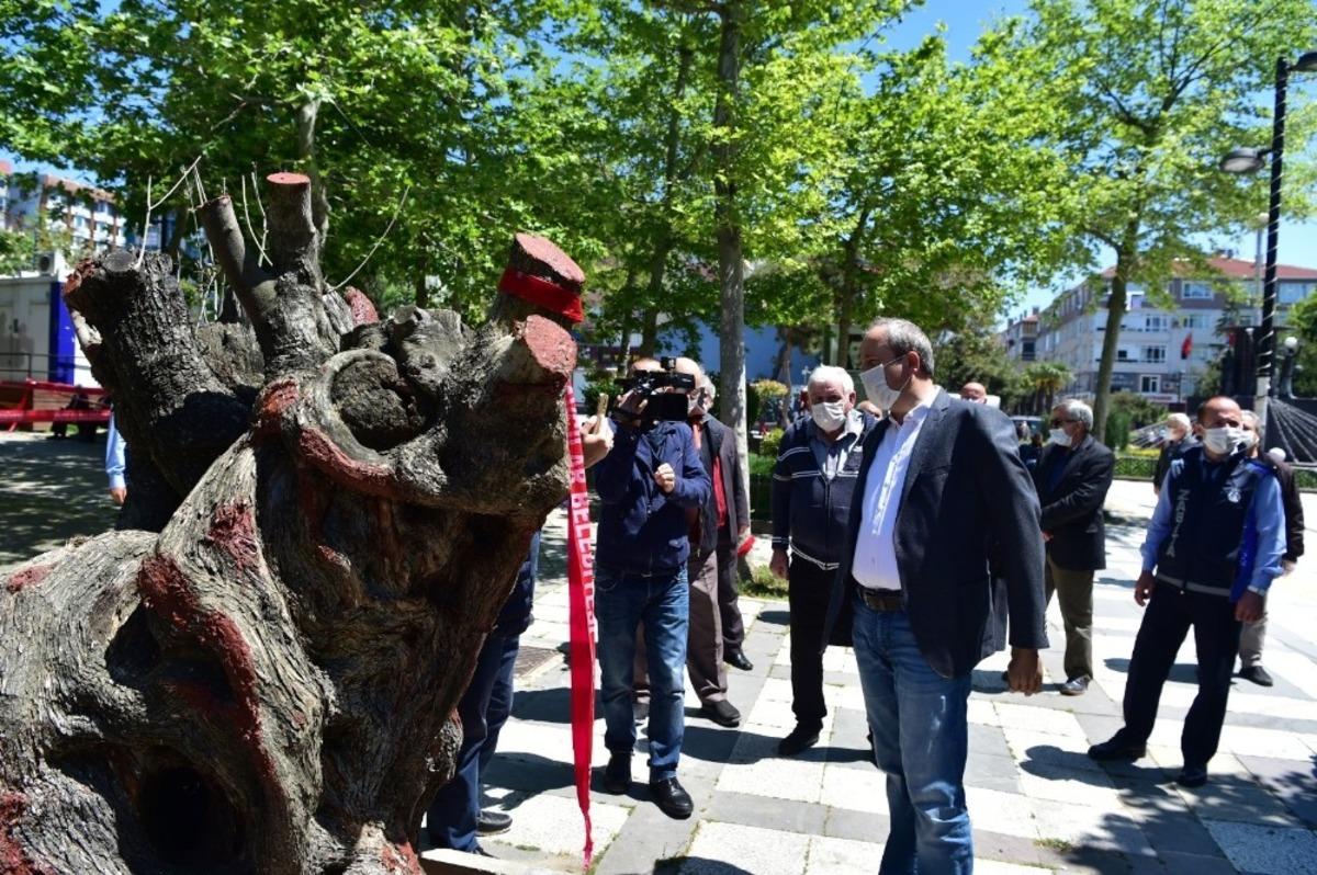 T&uuml;nel inşaatından kurtarılan asırlık zeytin ağa&ccedil;ları nefes oldu
