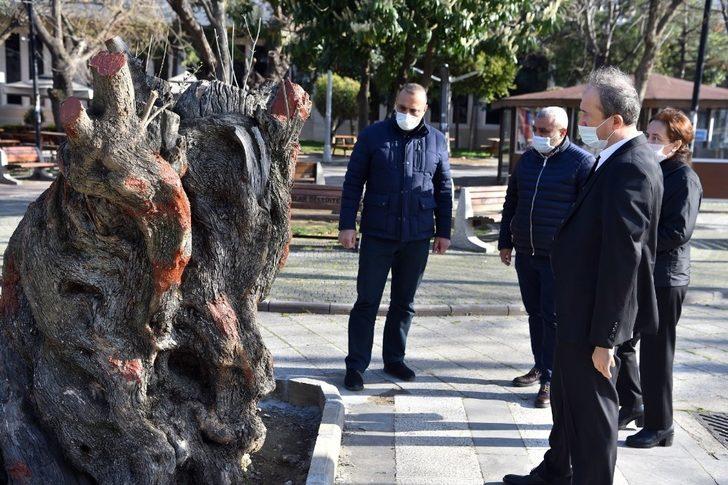 Tünel inşaatından kurtarılan asırlık zeytin ağaçları nefes oldu G2