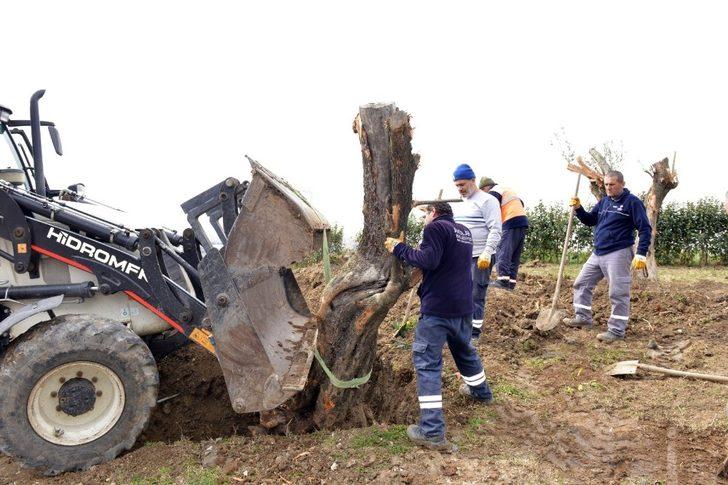 Tünel inşaatından kurtarılan asırlık zeytin ağaçları nefes oldu G3