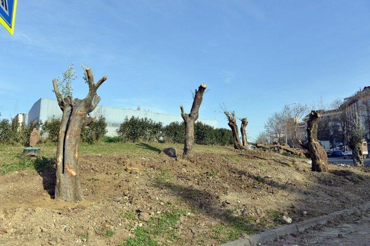 Tünel inşaatından kurtarılan asırlık zeytin ağaçları nefes oldu G4