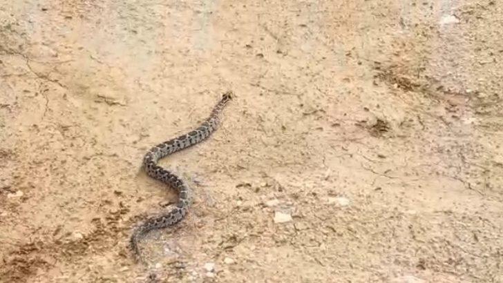 Kedilerin saldırısına uğrayan Şeritli Engerek doğal yaşam alanına kavuşturuldu G1