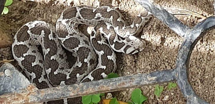 Kedilerin saldırısına uğrayan Şeritli Engerek doğal yaşam alanına kavuşturuldu G2