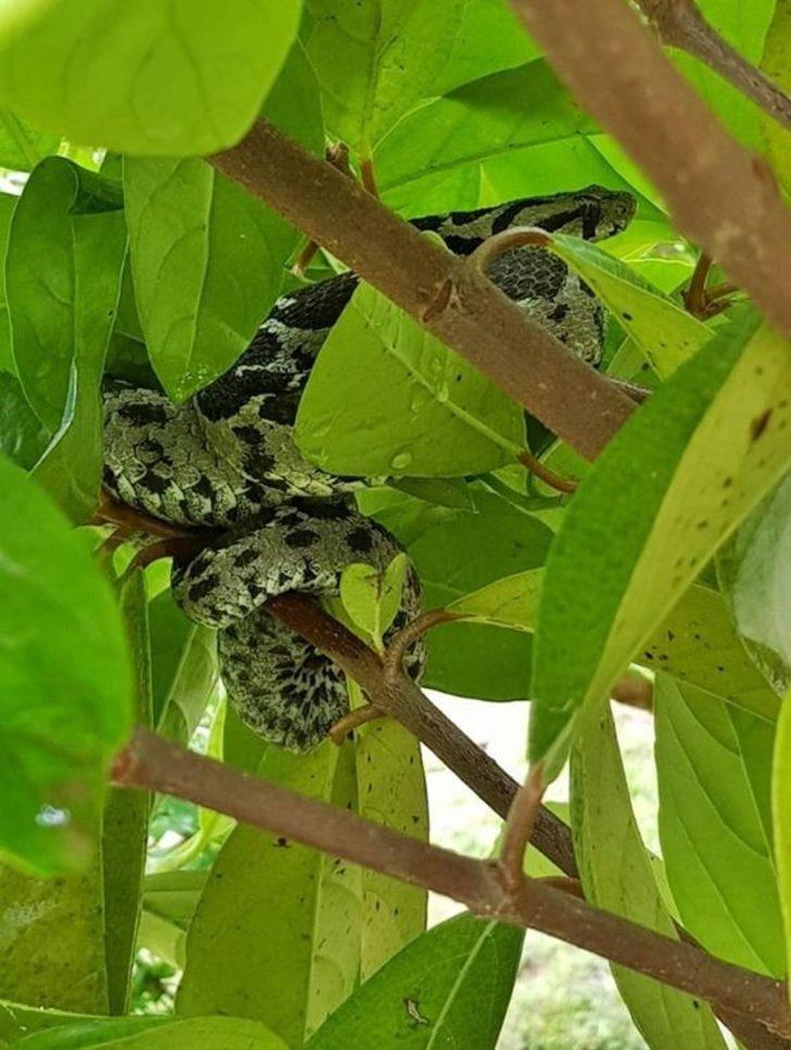 Kedilerin saldırısına uğrayan Şeritli Engerek doğal yaşam alanına kavuşturuldu G3