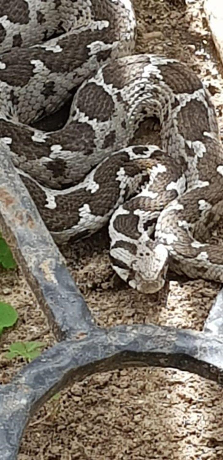 Kedilerin saldırısına uğrayan Şeritli Engerek doğal yaşam alanına kavuşturuldu G4