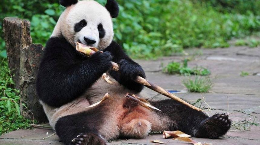 Mama bulamayınca iki pandayı Çin'e iade ediyorlar