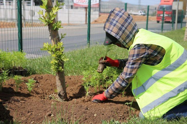 Büyükşehir Belediyesi yeşil bir Mardin için çalışmalara hız verdi G1