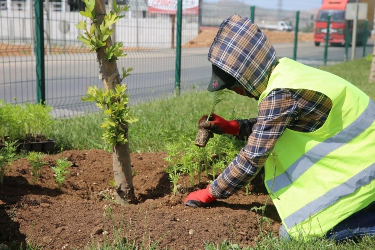 B&uuml;y&uuml;kşehir Belediyesi yeşil bir Mardin i&ccedil;in &ccedil;alışmalara hız verdi