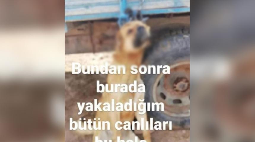 Römorka asılı köpek fotoğrafı paylaştı, gözaltına alındı