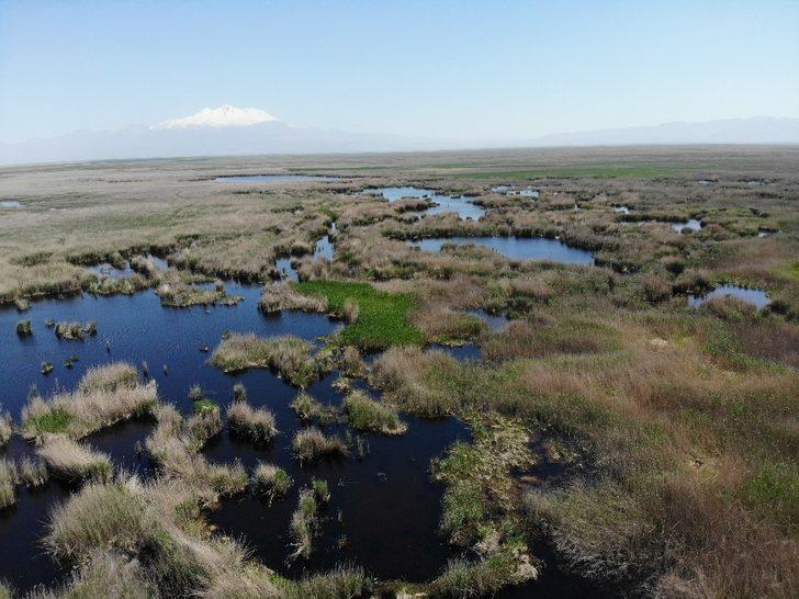 Talimat Cumhurbaşkanı'ndan geldi! Kayseri’de ’Sultan Sazlığı’ mutluluğu G1