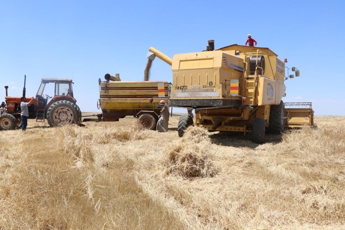 Barış Pınarında hasat sevinci