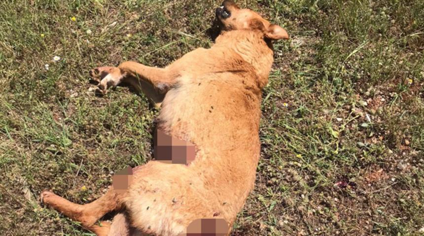 Antalya’da 7 yavrusu olan köpek tüfekle vurularak öldürüldü