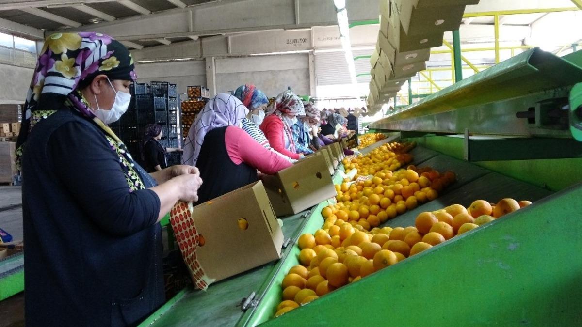 Kozan&rsquo;dan 3 &uuml;lkeye narenciye ihracatı