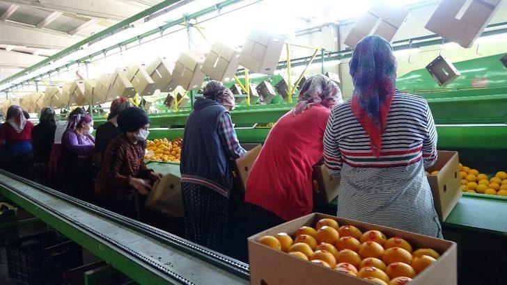 Kozan’dan 3 ülkeye narenciye ihracatı G2