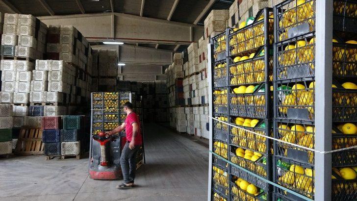 Kozan’dan 3 ülkeye narenciye ihracatı G3