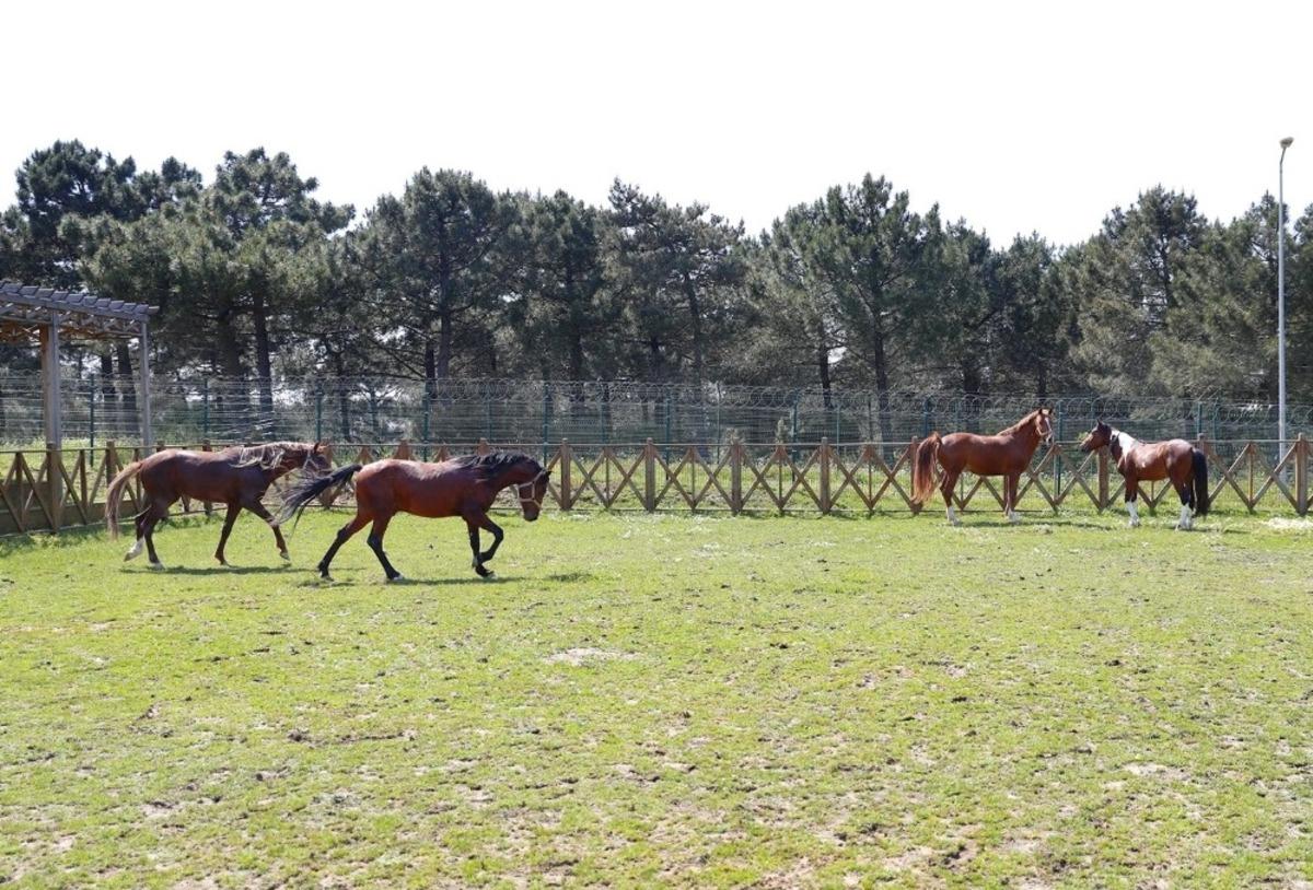 Taya ismini il&ccedil;e halkı sosyal medya &uuml;zerinden koydu