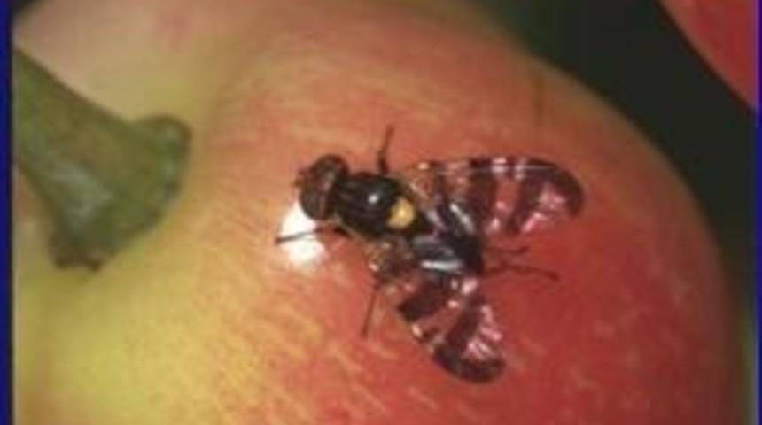 &Uuml;reticiler kiraz sineğine karşı uyarıldı