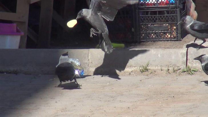 Kargaların belgeselleri aratmayan 'cips' kavgası! G1