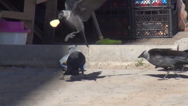 Kargaların belgeselleri aratmayan 'cips' kavgası! G4