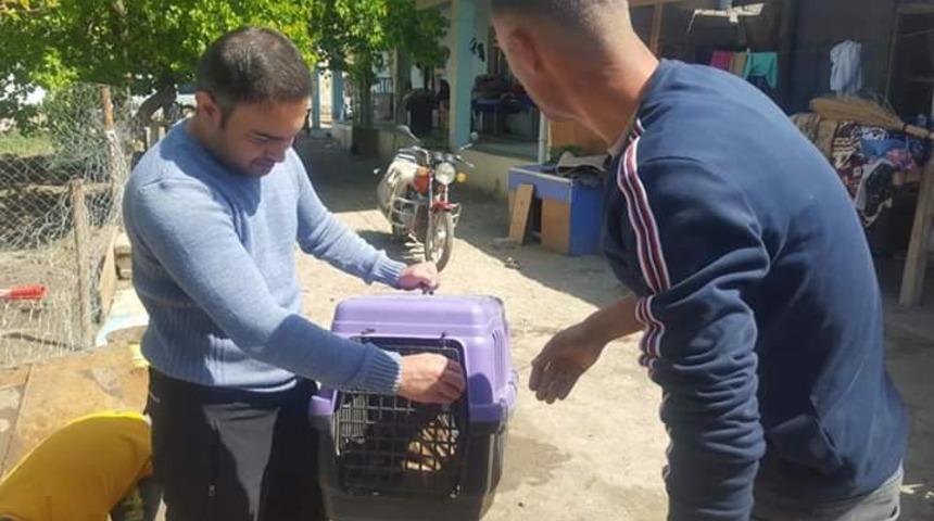 K&ouml;yde bulunan şahin ekiplere teslim edildi