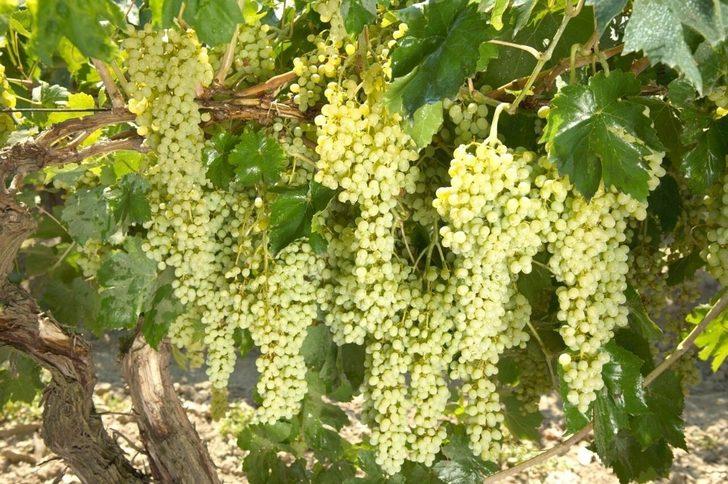 Manisa en fazla tarım alanına sahip 10. il G3