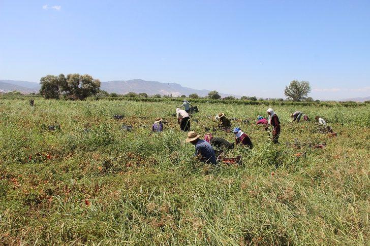 Manisa en fazla tarım alanına sahip 10. il G5