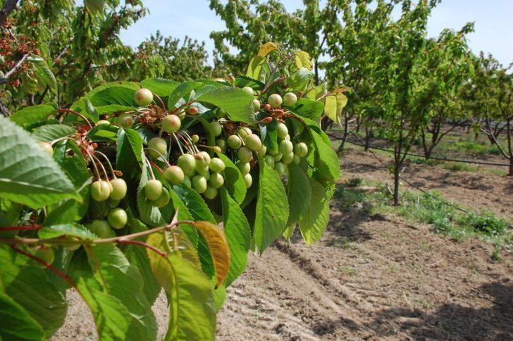 Hobi olarak başlamıştı, şimdi siparişlere yetişemiyor G1