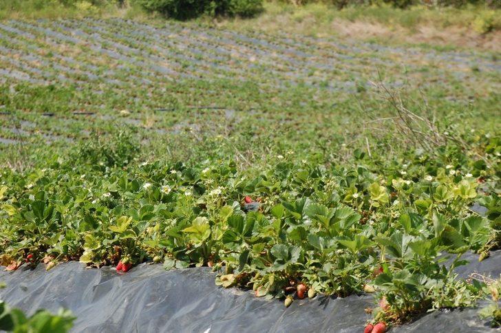 Hobi olarak başlamıştı, şimdi siparişlere yetişemiyor G2