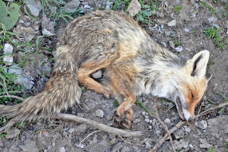 Arıların soktuğu tilkiyi muhtar korumaya aldı G2