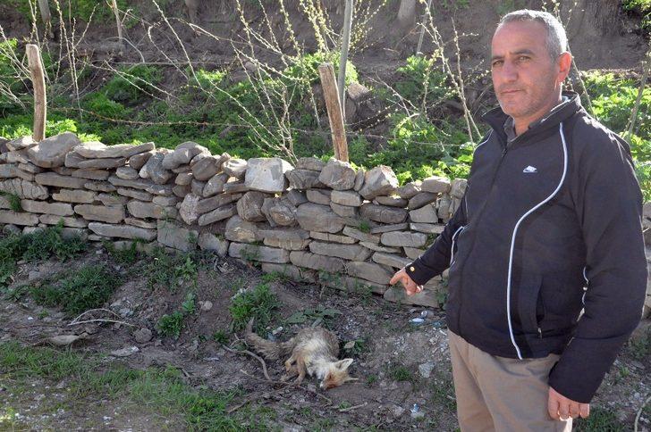 Arıların soktuğu tilkiyi muhtar korumaya aldı G3