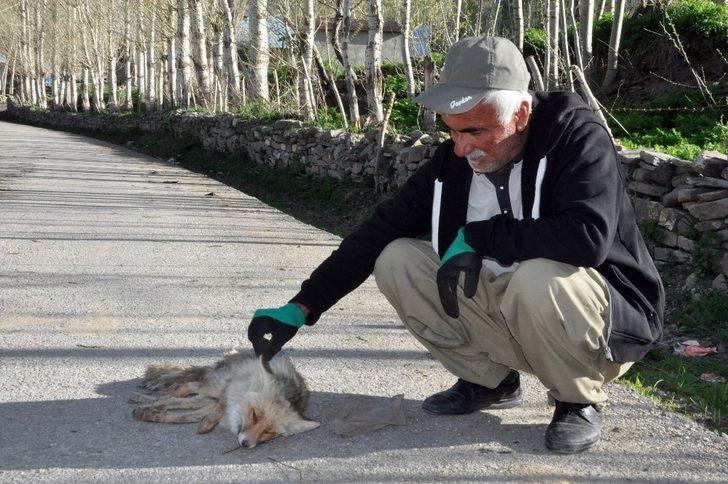 Arıların soktuğu tilkiyi muhtar korumaya aldı G4