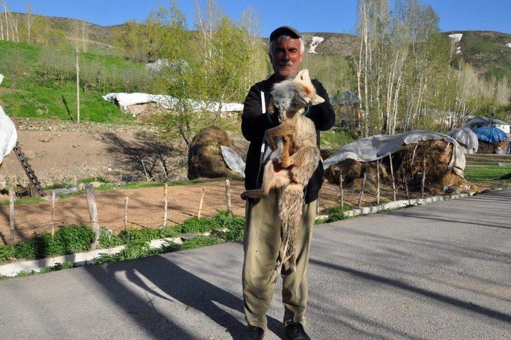 Arıların soktuğu tilkiyi muhtar korumaya aldı G5