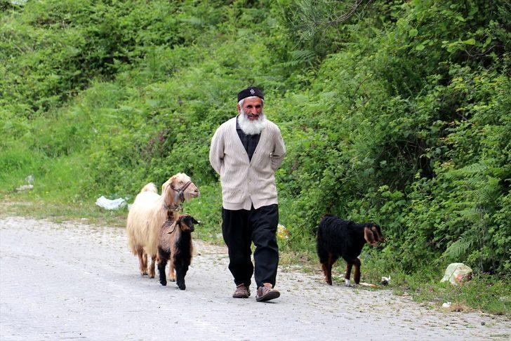 Keçilerini minibüsle gezdirip, omzunda taşıyor G1