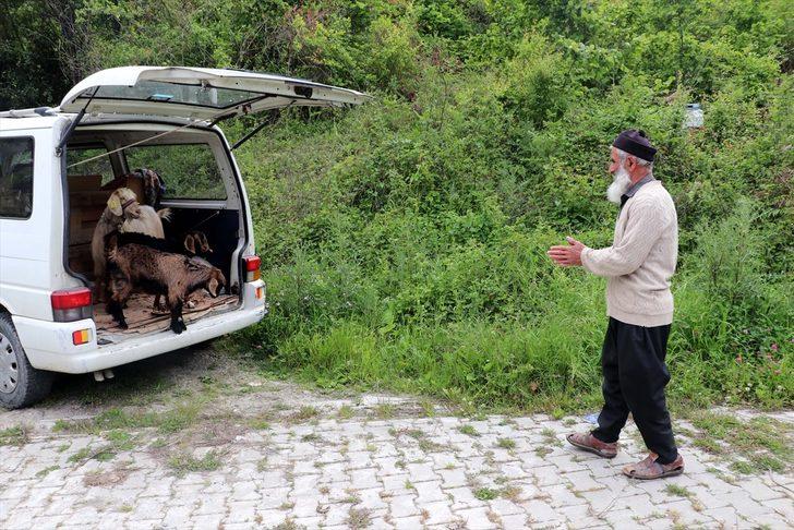 Keçilerini minibüsle gezdirip, omzunda taşıyor G2