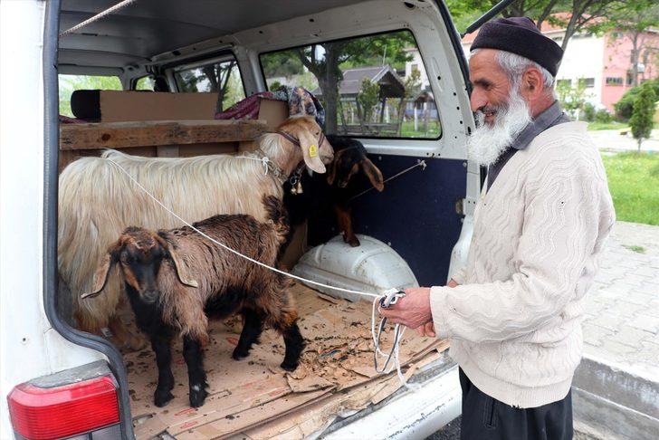 Keçilerini minibüsle gezdirip, omzunda taşıyor G3