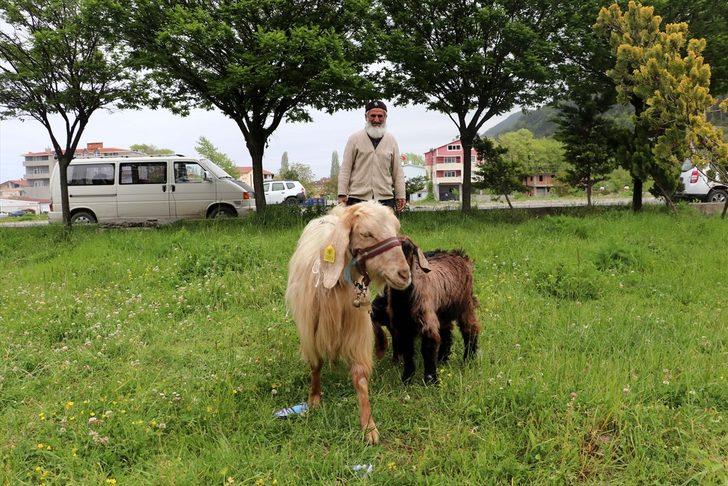 Keçilerini minibüsle gezdirip, omzunda taşıyor G4