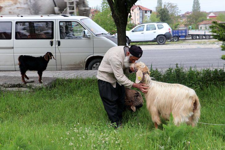 Keçilerini minibüsle gezdirip, omzunda taşıyor G5