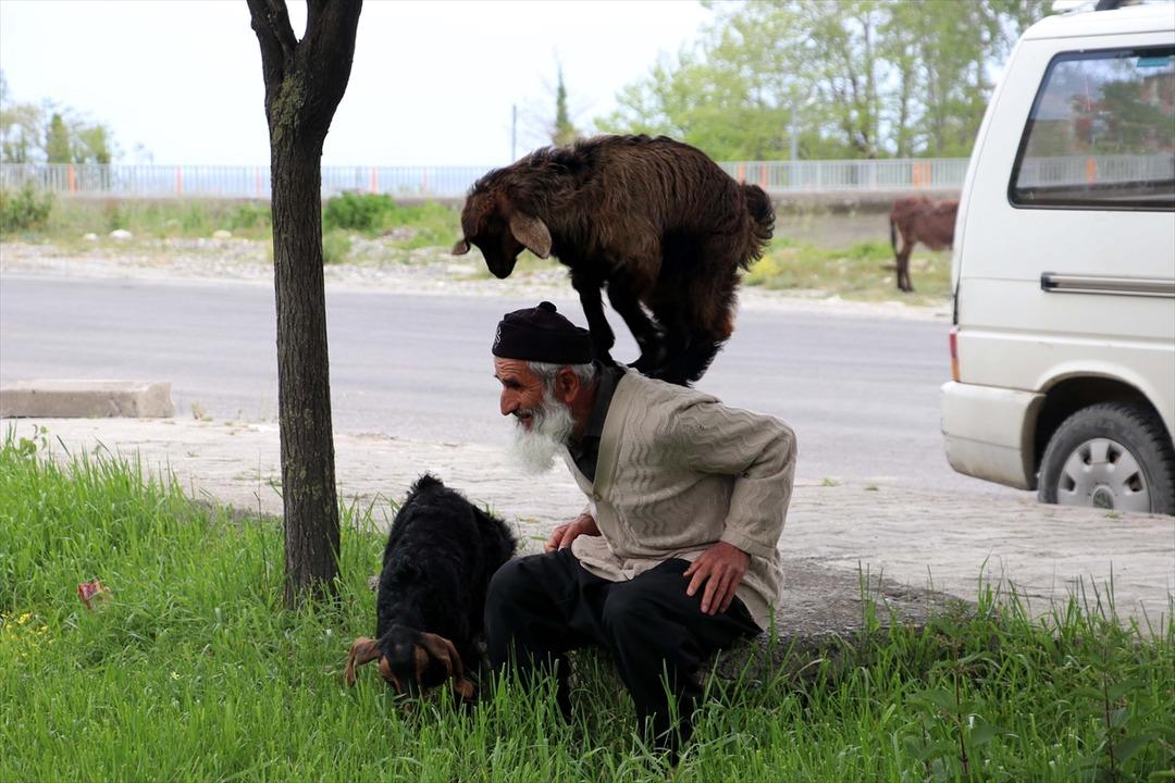 Ke&ccedil;ilerini minib&uuml;sle gezdirip, omzunda taşıyor