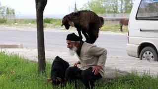 Keçilerini minibüsle gezdirip, omzunda taşıyor