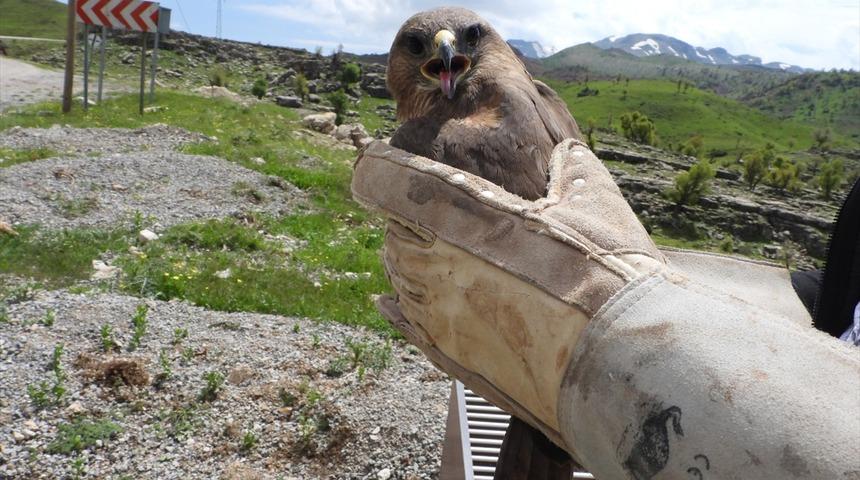 Şırnak'ta tedavisi tamamlanan kızıl şahin doğaya bırakıldı
