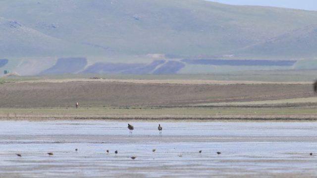 Kuyucuk Gölü eski günlerine dönüyor